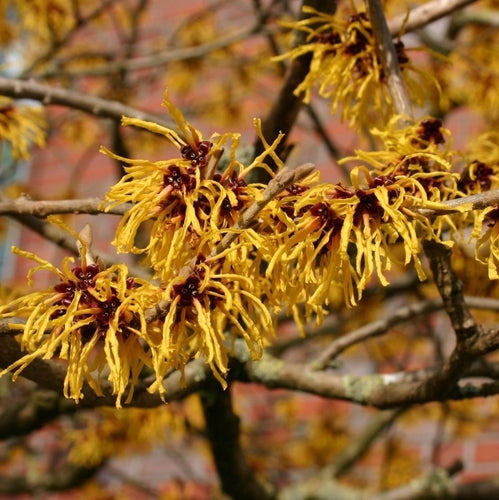 Toverhazelaar (Hamamelis intermedia 'Arnold Promise') - Heesters