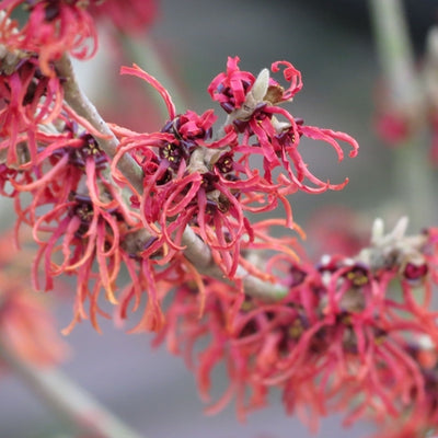Hamamélis (Hamamelis intermedia 'Diane')