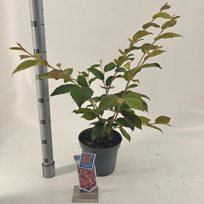 Toverhazelaar (Hamamelis intermedia 'Feuerzauber') - Heesters