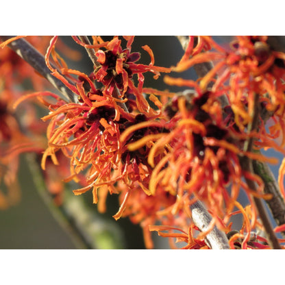 Toverhazelaar (Hamamelis intermedia 'Feuerzauber') - Heesters