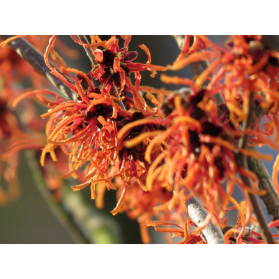 Hamamélis (Hamamelis intermedia 'Feuerzauber')