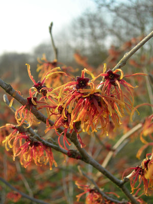 Hamamélis (Hamamelis intermedia 'Jelena')