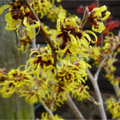 Hamamélis (Hamamelis intermedia 'Pallida')