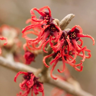 Hamamélis (Hamamelis intermedia 'Rubin')