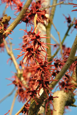 Hamamélis (Hamamelis intermedia 'Ruby Glow')