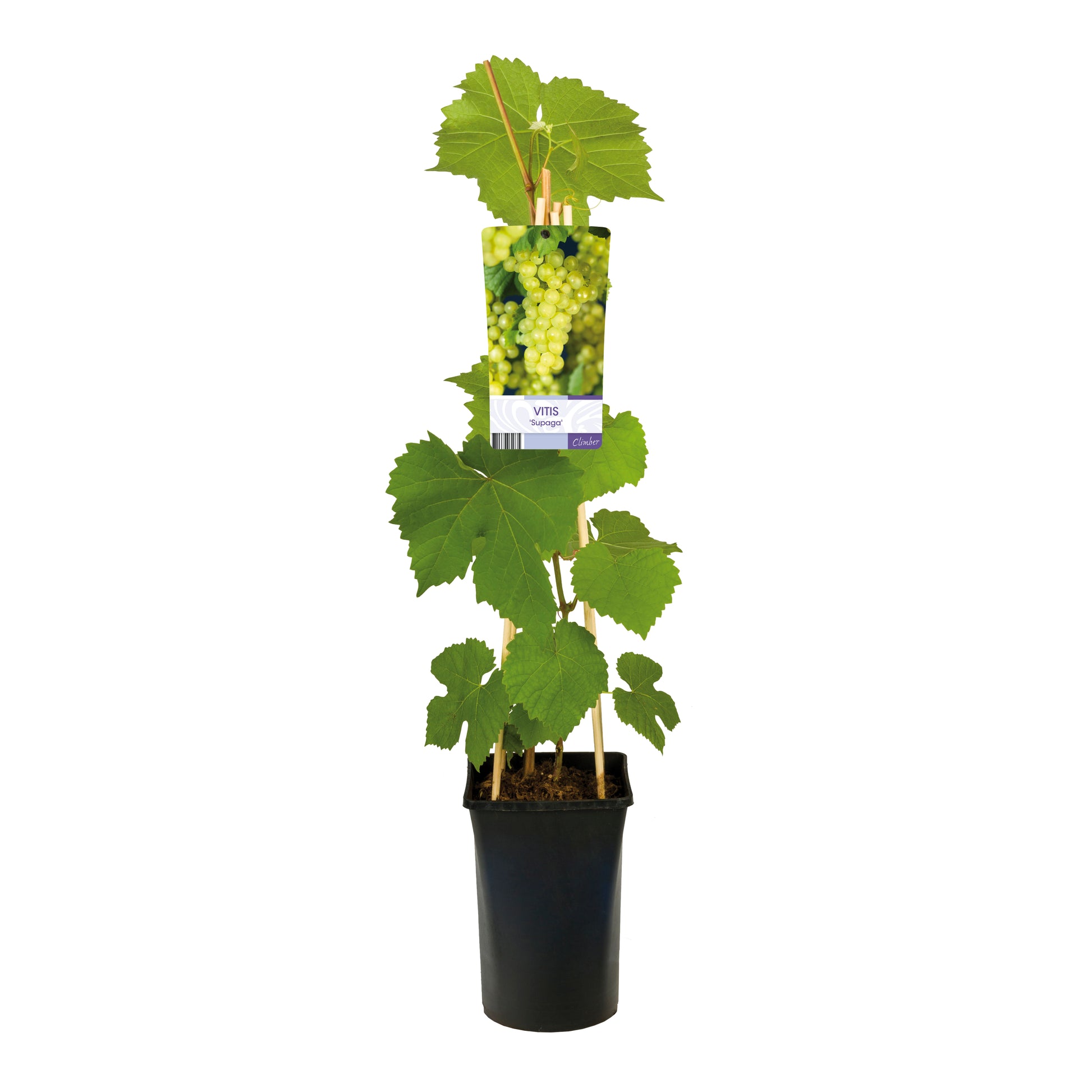 Klimplant Vitis 'supaga (Druif) - 