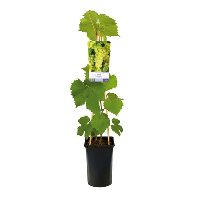 Plante grimpante Vitis 'supaga (Raisin)