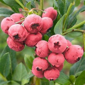 Klimplant Vaccinium corymbosum 'Pink Lemonade' (Rode bes) - 