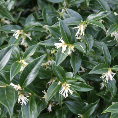 Baie sucrée (Sarcococca confusa)
