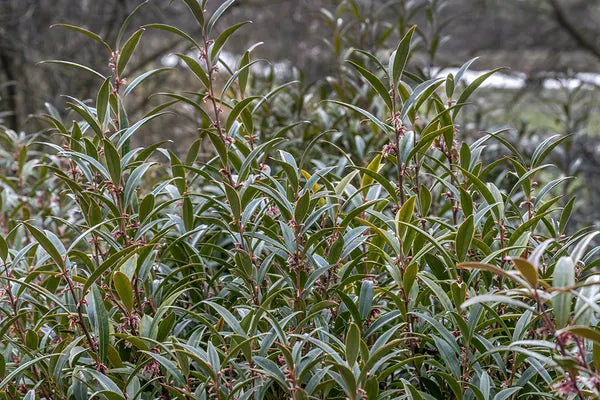 Vleesbes (Sarcococca hookeriana Purple Gem) - Groenblijvende struiken