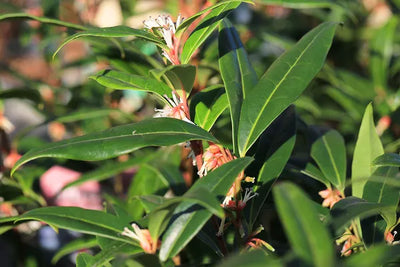 Sarcococca hookeriana Winter Gem