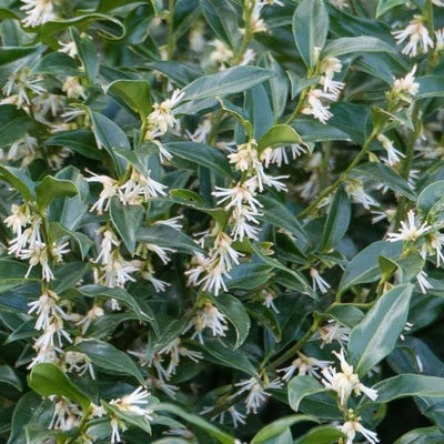 Baie de viande (Sarcococca ruscifolia 'Dragon Gate')