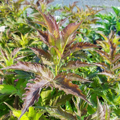 Sureau (Sambucus nigra Serenade'®)