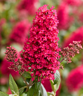 Buddleia (Buddleja davidii Butterfly Candy® Little Bubbelgum)