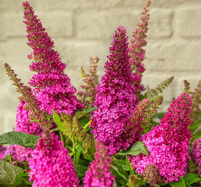 Buddleia (Buddleja davidii Butterfly Candy® Little Cerise)