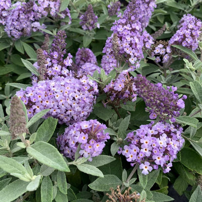 Buddleia (Buddleja davidii Butterfly Candy® Little Lila)