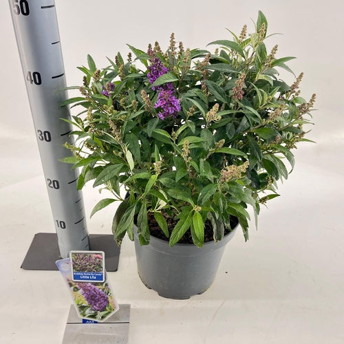 Vlinderstruik (Buddleja davidii Butterfly Candy® Little Lila) - Vlinderstruik