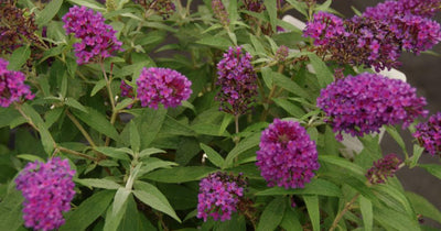 Buddleia (Buddleja davidii Butterfly Candy® Little Magenta)