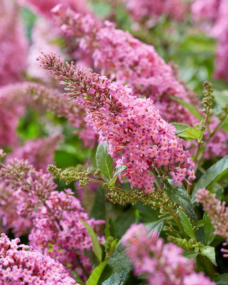 Buddleia (Buddleja davidii Butterfly Candy® Little Pink)