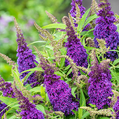 Buddleia (Buddleja davidii Butterfly Candy® Little Purple)