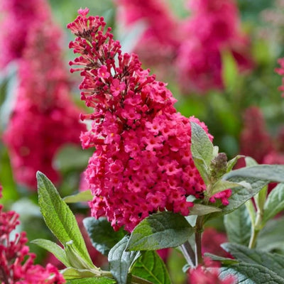 Buddleia (Buddleja davidii Butterfly Candy® Little Ruby)