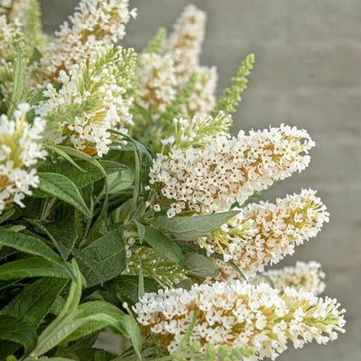 Buddleia (Buddleja davidii Butterfly Candy® Little White)