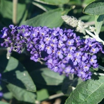 Buddleia (Buddleja davidii Free Petite© Blue Heaven)