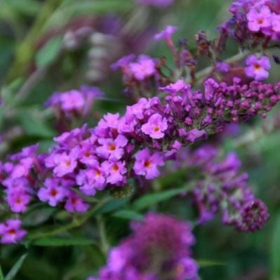 Buddleia (Buddleja davidii Free Petite© Rose foncé)