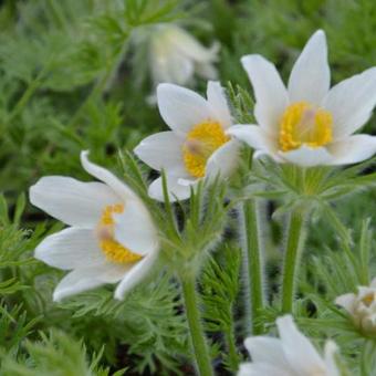 Herbe de l'homme sauvage (Pulsatilla vulgaris 'Alba')