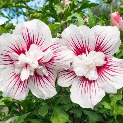 Buisson d'Althea (Hibiscus syriacus 'China Chiffon')