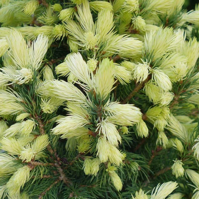 Épinette blanche (Picea glauca 'JW Daisy's White')