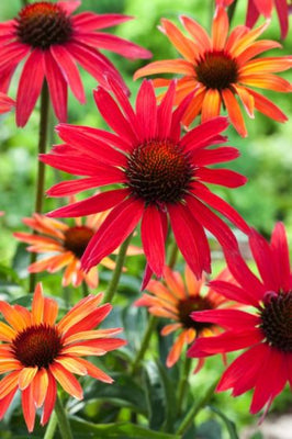 Échinacée (Echinacea 'Hot Summer')