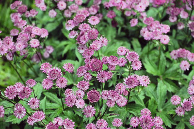 Bouton de Zélande (Astrantia major 'Roma')