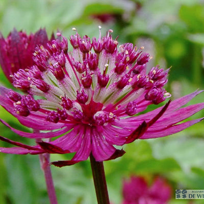 Bouton de Zélande (Astrantia major 'Lars')