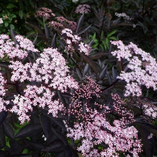 Zwarte vlier (Sambucus nigra Black Beauty) - Heesters