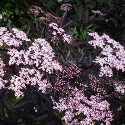 Sureau noir (Sambucus nigra Black Beauty)