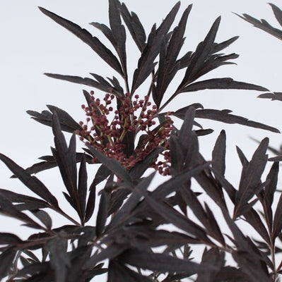 Sureau noir (Sambucus nigra Black Lace)