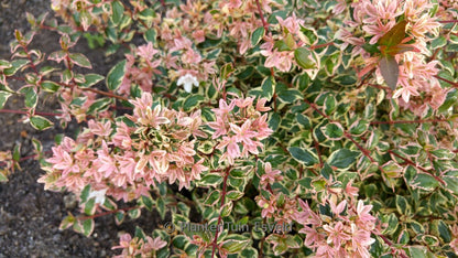 Abelia (Abelia grandiflora Mystic Daydream) - Heesters