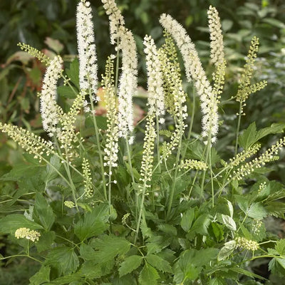 Actée à grappes noires (Actaea simplex 'White Pearl' (cimicifuga))
