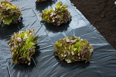 Film de croissance/couverture - LDPE noir