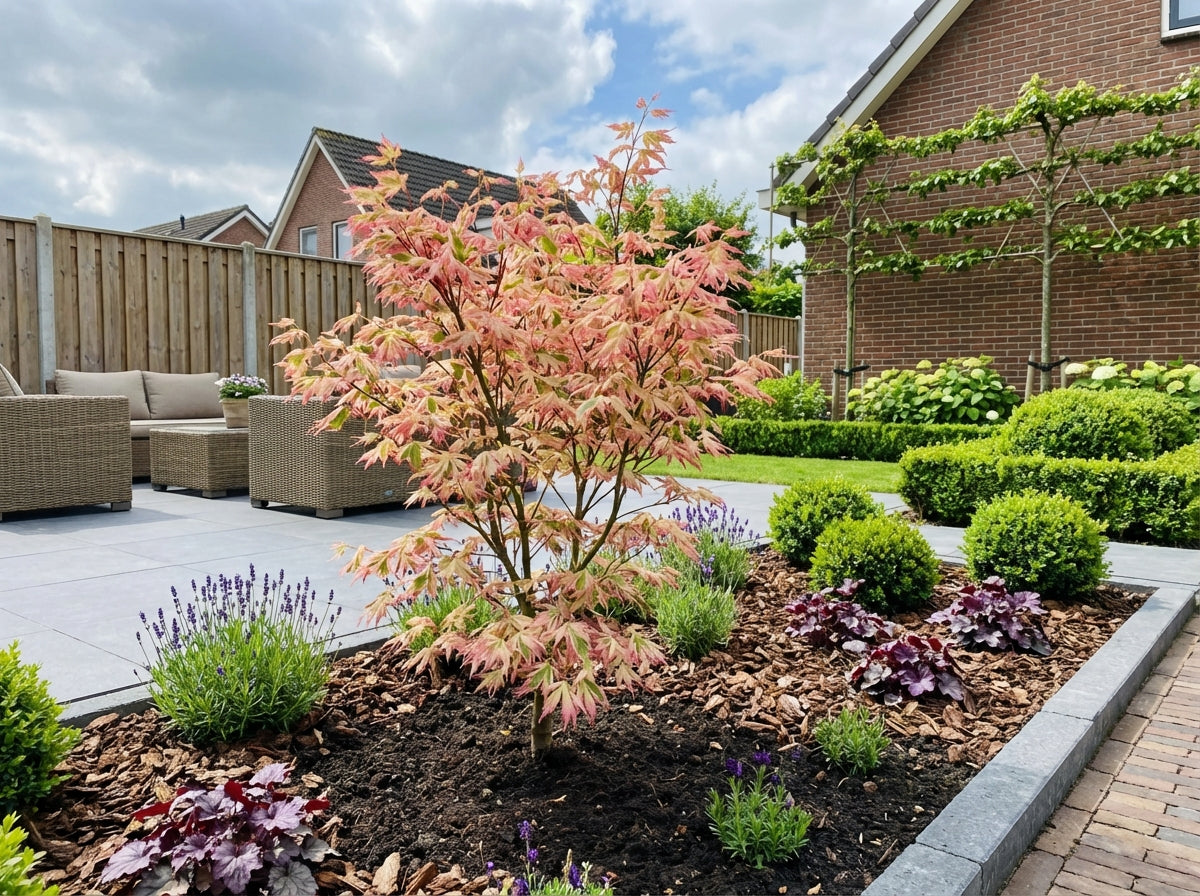 Japanse Esdoorn (Acer palmatum 'Iyoshi') - Japanse Esdoorn