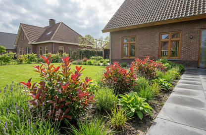 Druifheide (Leucothoe 'Zeblid') - Heesters