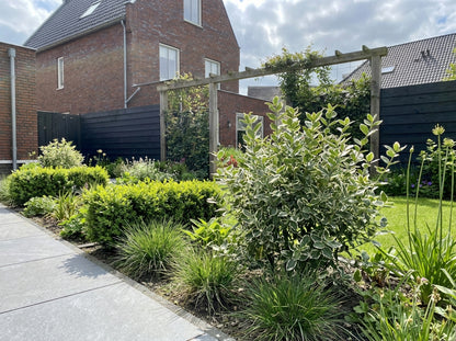 Chapeau de cardinal (Euonymus fortunei 'Emerald Gaiety')