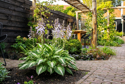 Lys en forme de cœur (Hosta 'Undulata Mediovariegata')