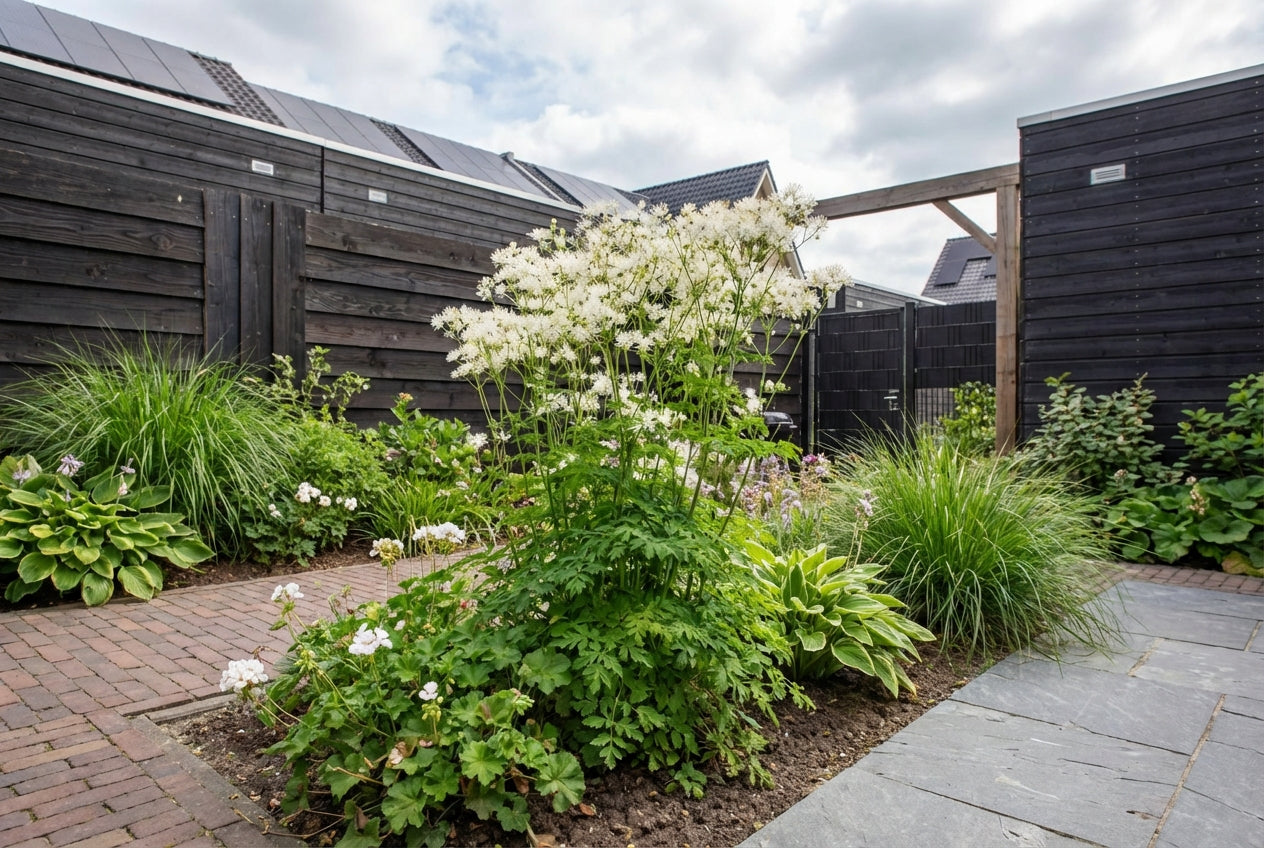 Ruit (Thalictrum 'Nimbus Alba') - Tuinplanten