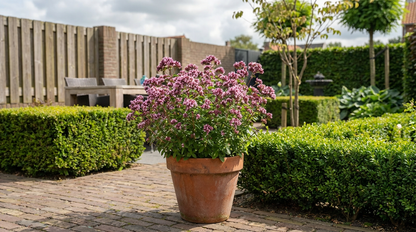 Marjolein (Origanum 'Rosenkuppel') - Tuinplanten