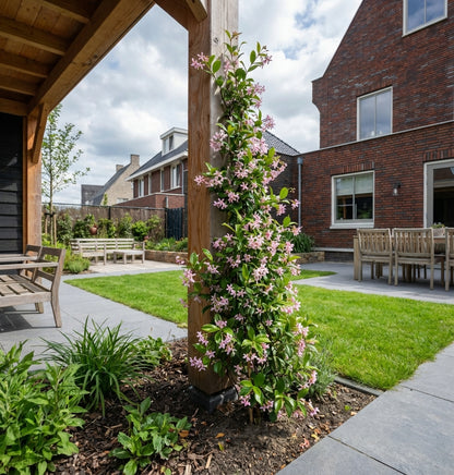 Klimplant Trachelospermum as. Pink Air (toscaanse jasmijn) - Klimplanten