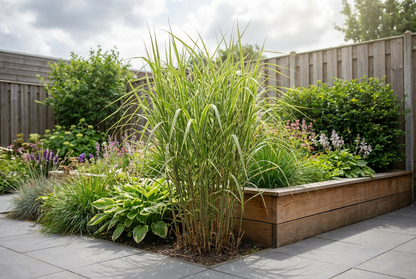 Prachtriet (Miscanthus 'Gigantheus') - Prachtriet