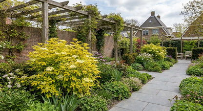 Sureau noir (Sambucus nigra Golden Spark)