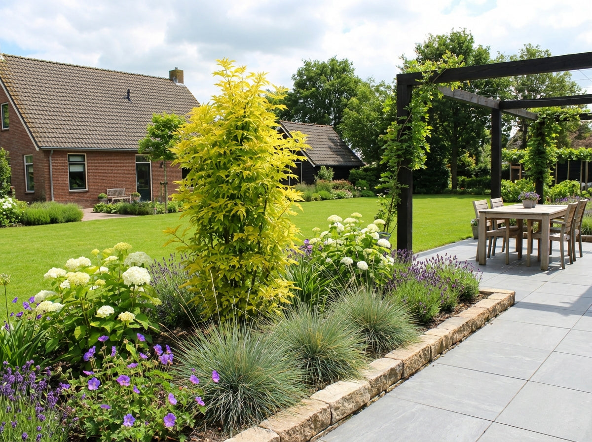 Gele vlier (Sambucus nigra Golden Tower) - Heesters